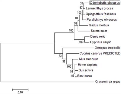 Functional Characterization of Dark Sleeper (Odontobutis obscura) TBK1 on IFN Regulation